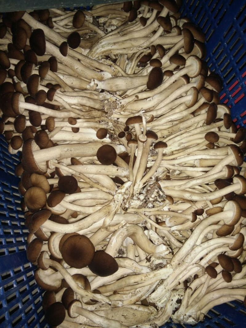黄茶树菇12cm