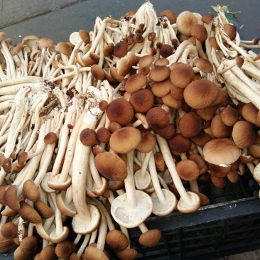 黄茶树菇12cm