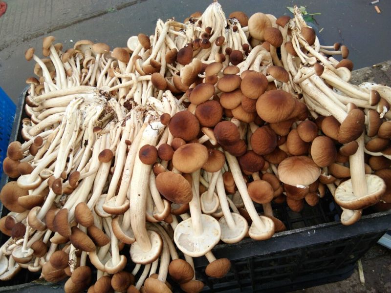 黄茶树菇12cm