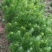 马尾松树苗10~20cm
