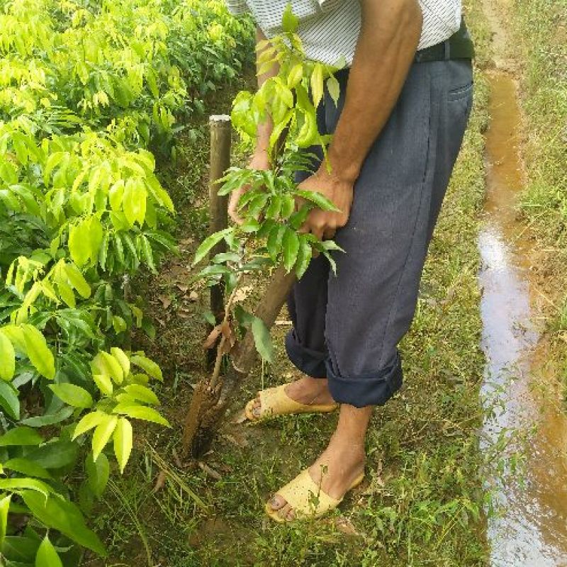 特大荔枝树苗妃子笑嫁接苗荔枝果树南方种植热带水果树