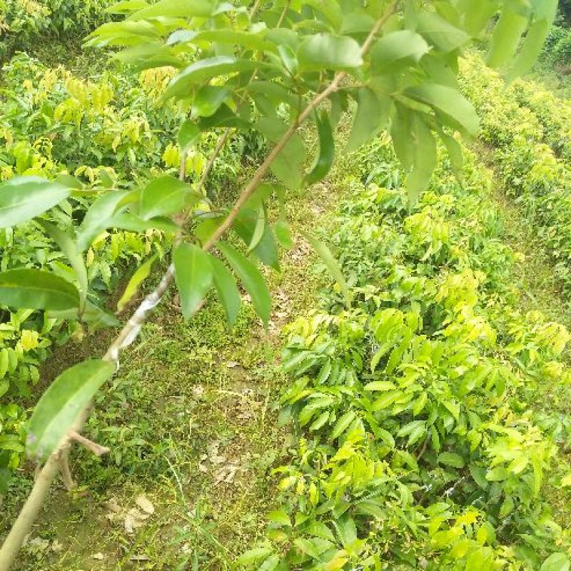 特大荔枝树苗妃子笑嫁接苗荔枝果树南方种植热带水果树