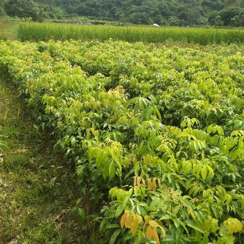 特大荔枝树苗妃子笑嫁接苗荔枝果树南方种植热带水果树