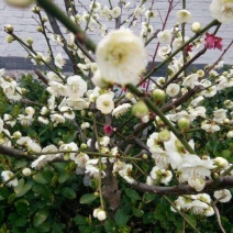 梅花树绿萼梅树，绿萼梅苗，绿梅花红梅绿梅宫粉等种植基地