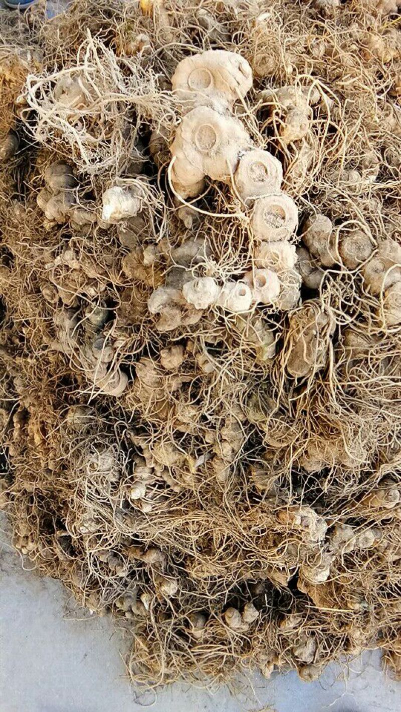 黄精种苗