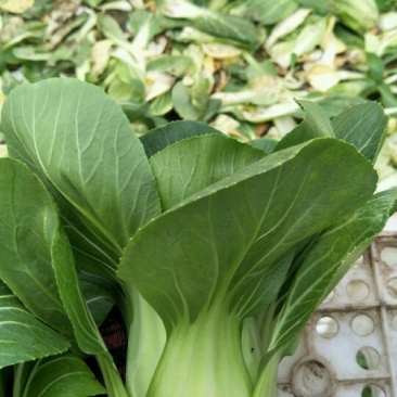 青菜20~25cm