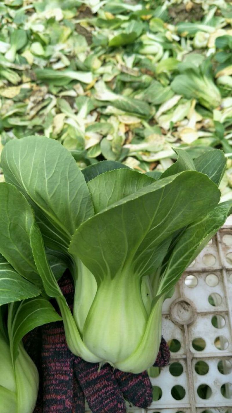青菜20~25cm