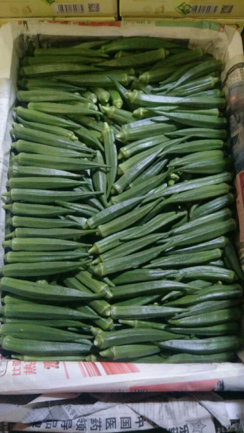 秋葵10~12cm