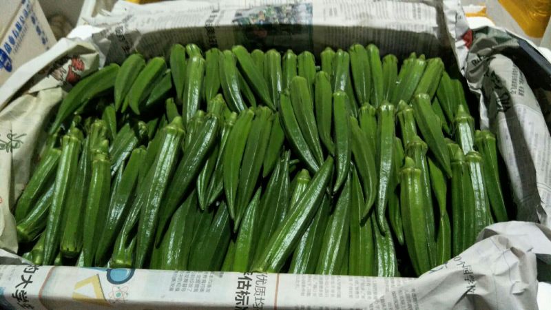 秋葵10~12cm