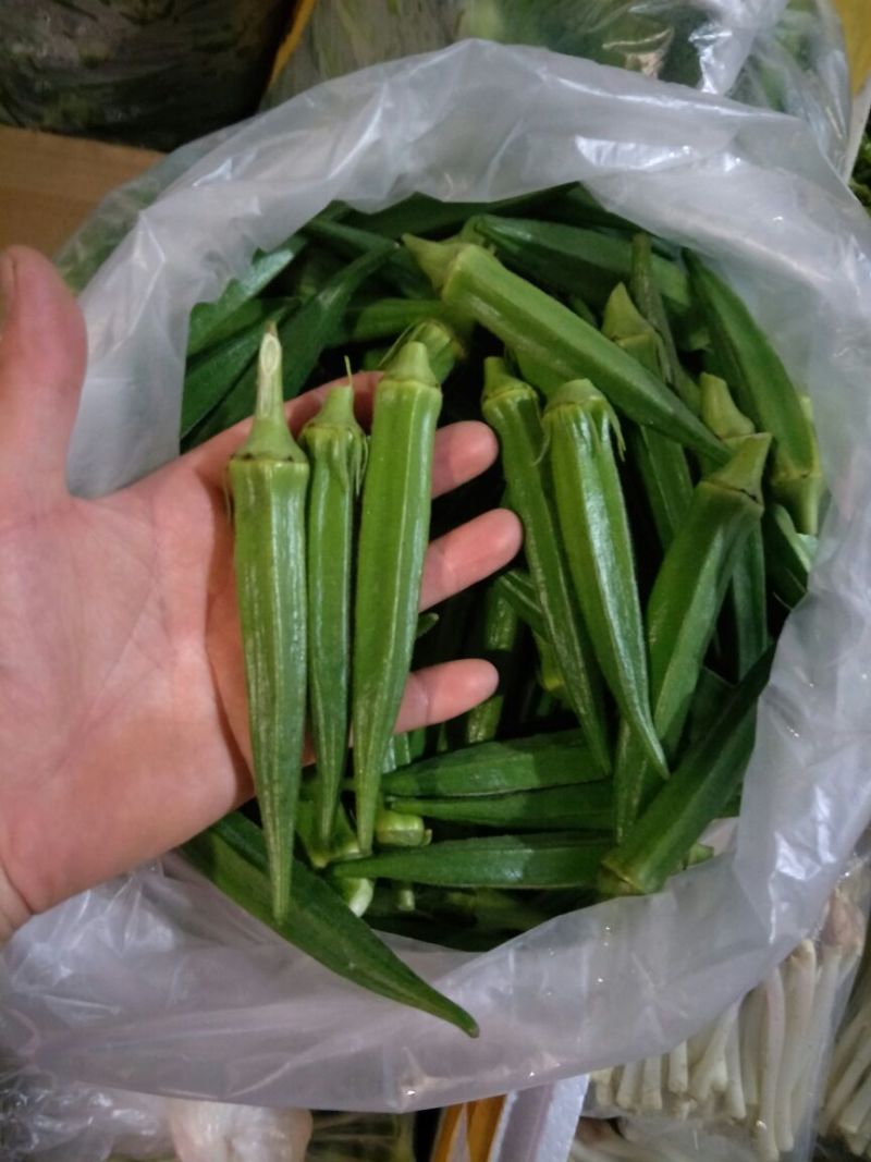 秋葵10~12cm