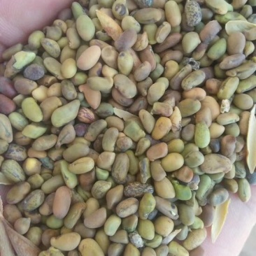产地直销柠条籽，质量好，价格实惠