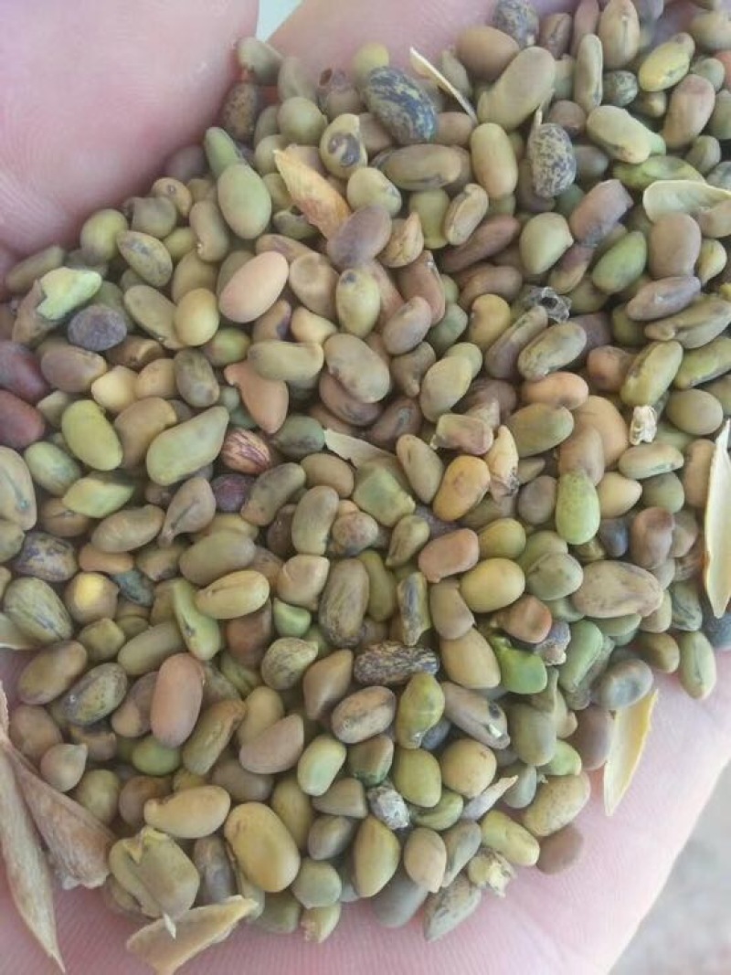 产地直销柠条籽，质量好，价格实惠