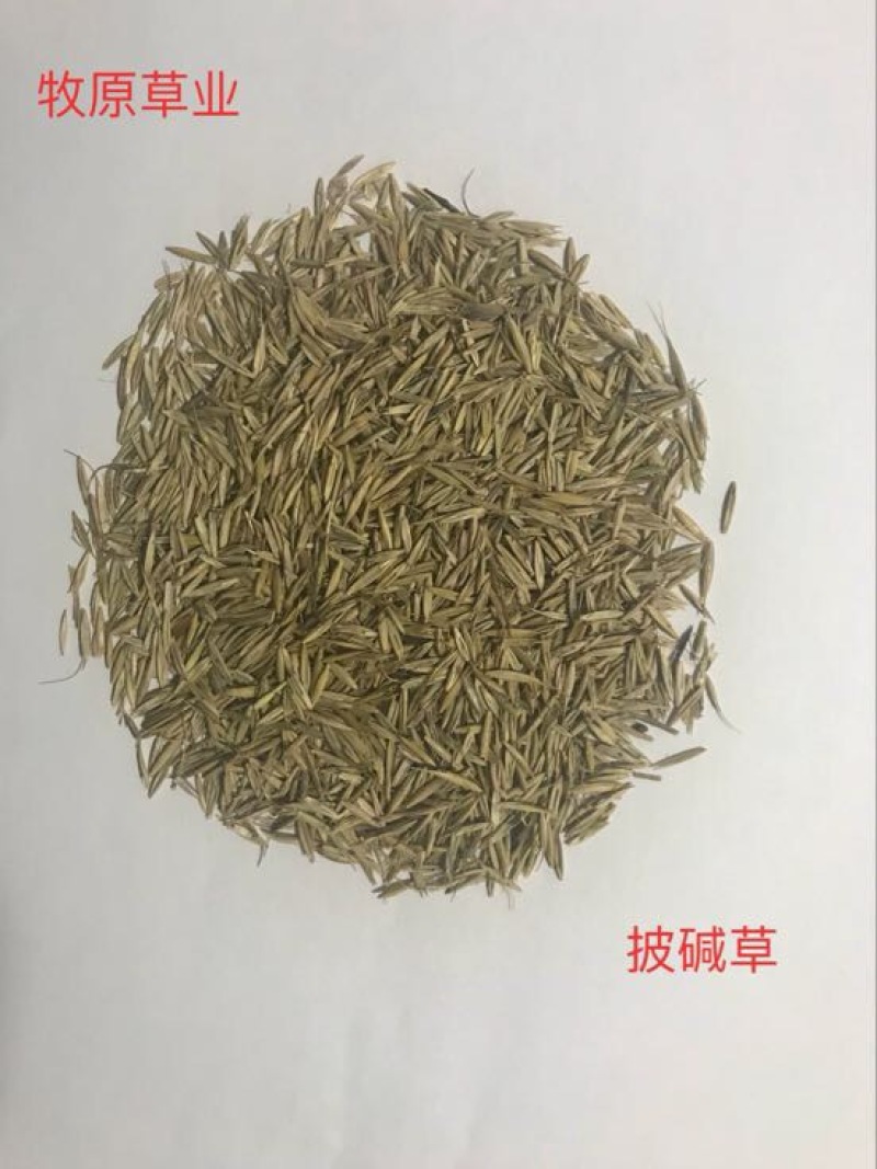 披碱草种子，价格实惠，质量有保障