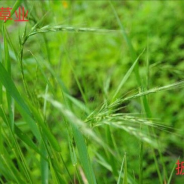 披碱草种子，价格实惠，质量有保障