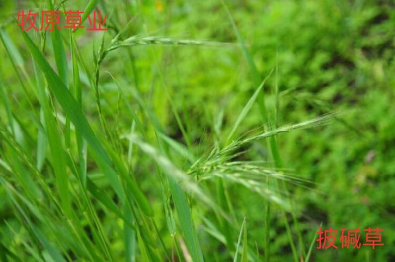 披碱草种子，价格实惠，质量有保障
