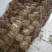 白花泡桐苗10cm以下