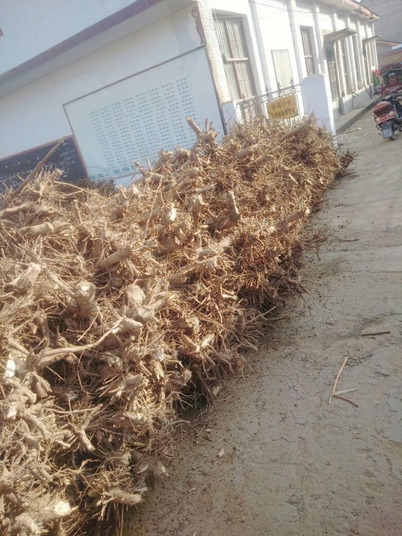 白花泡桐苗10cm以下