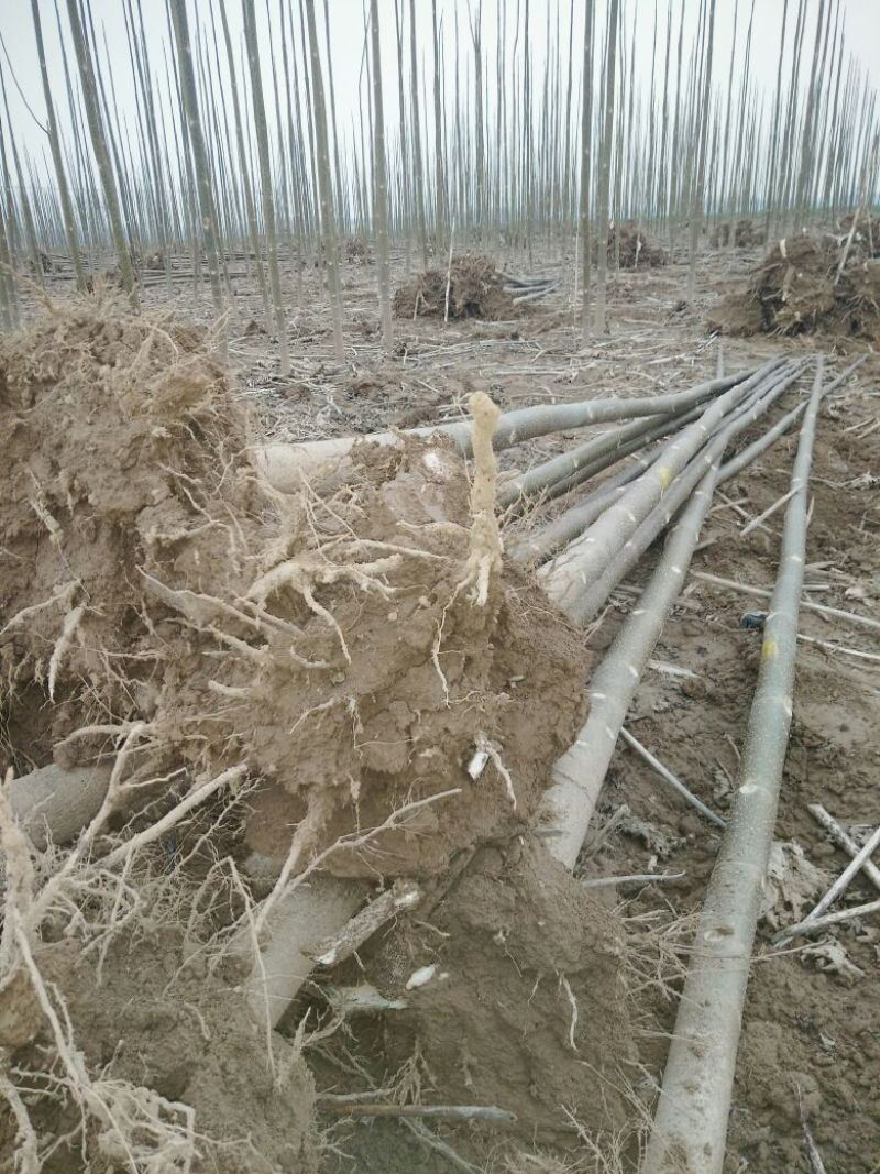 白花泡桐苗10cm以下