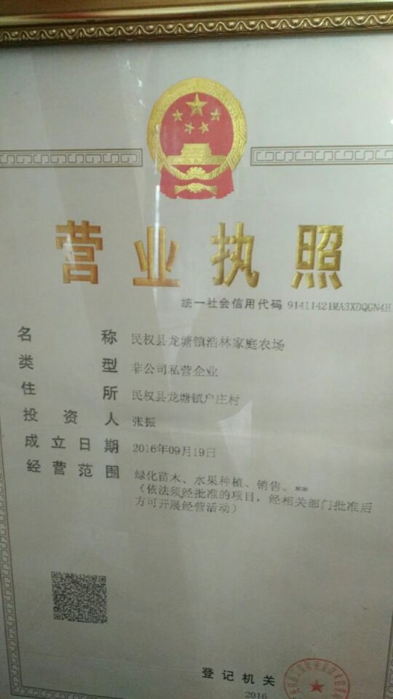 白花泡桐苗10cm以下