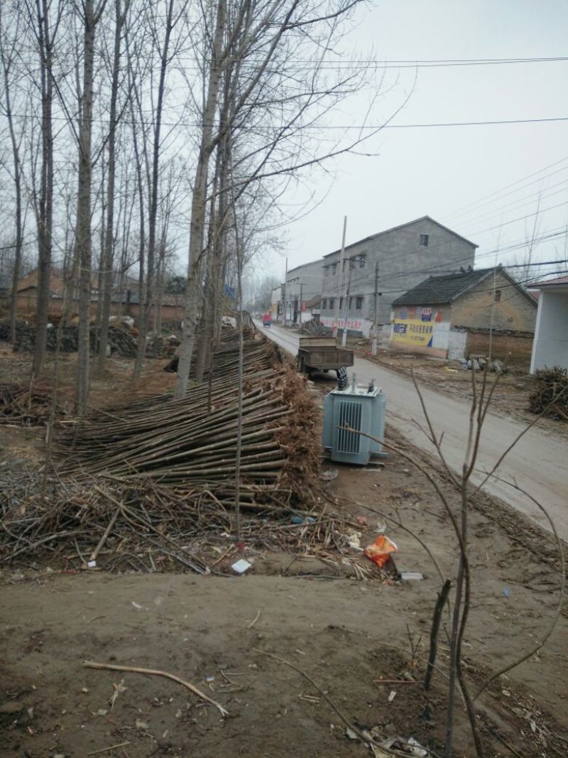 泡桐苗10~20cm