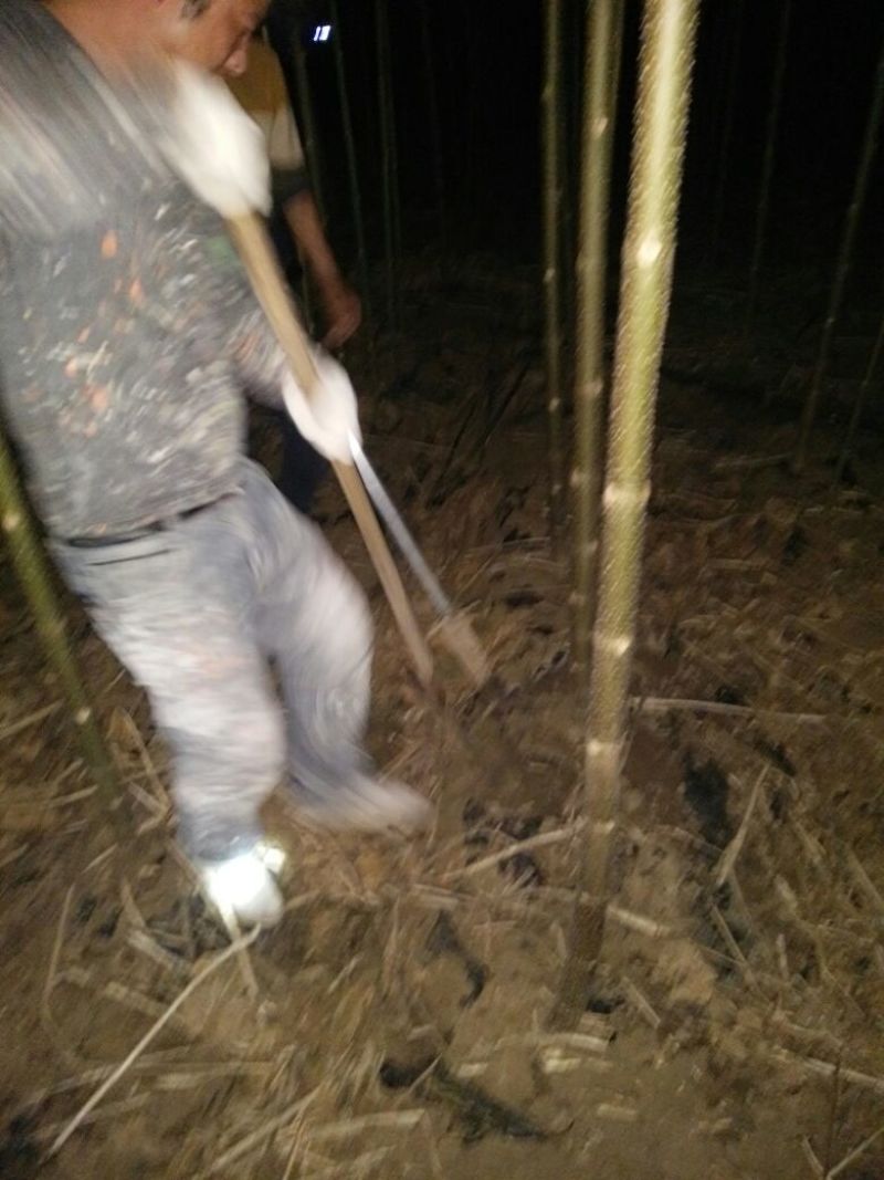 泡桐苗10~20cm
