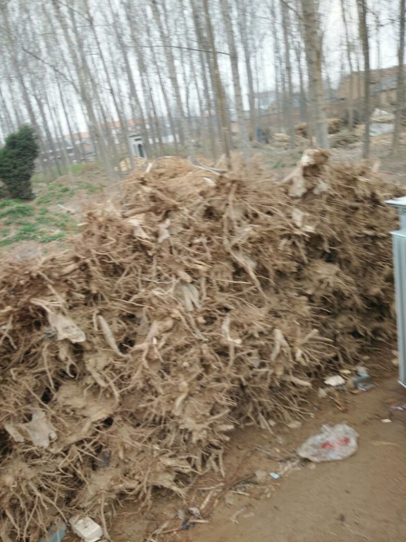 泡桐苗10~20cm