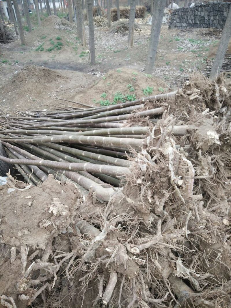 泡桐苗10~20cm