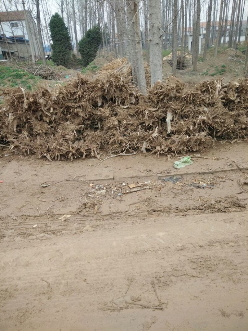 泡桐苗10~20cm