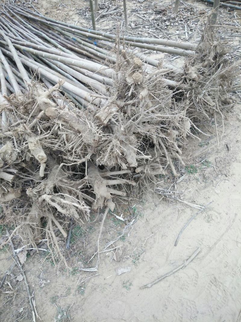 泡桐苗10~20cm