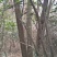 黄葛树10-12公分