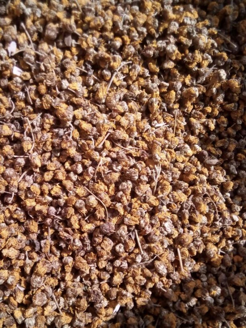 野菊花散装