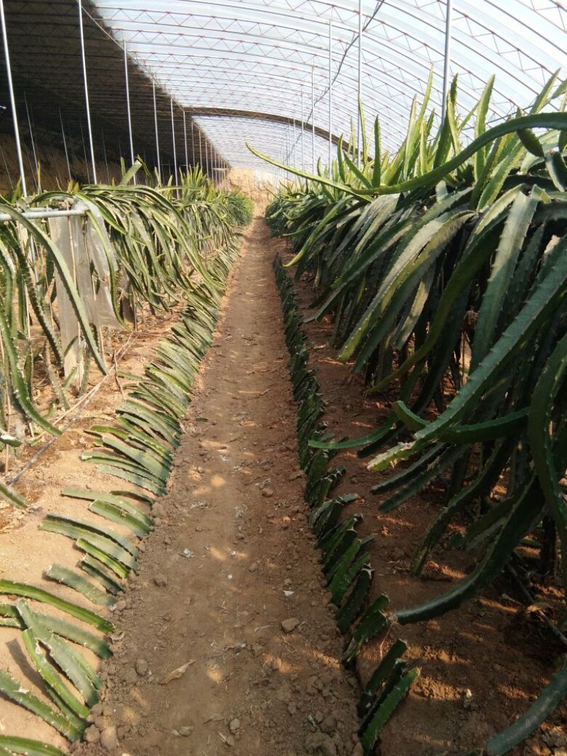 红心火龙果苗30~50cm种苗，火龙果栽植，火龙果苗