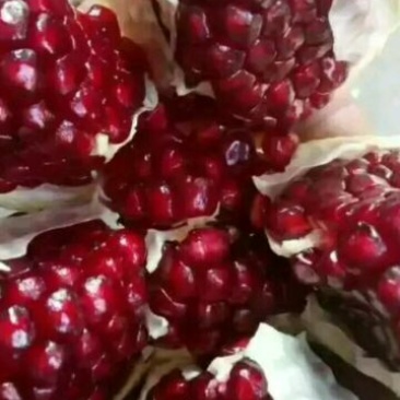 突尼斯软籽石榴树苗，石榴树苗，突尼斯石榴树苗，石榴苗