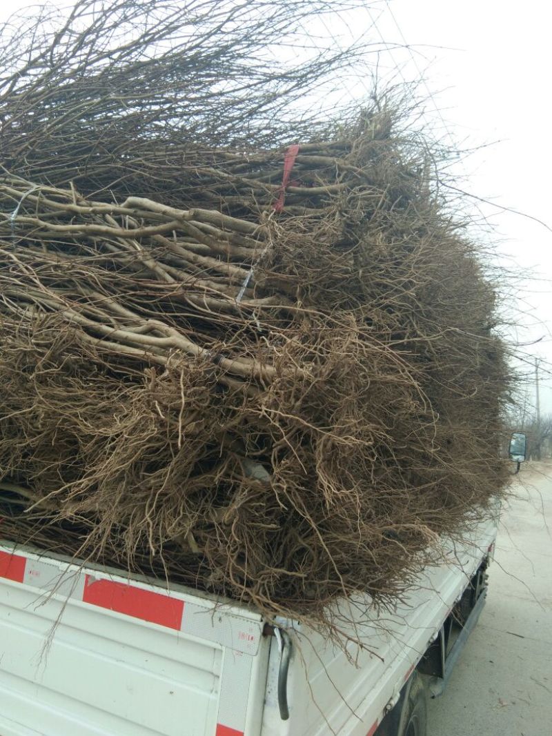 突尼斯软籽石榴树苗，石榴树苗，突尼斯石榴树苗，石榴苗