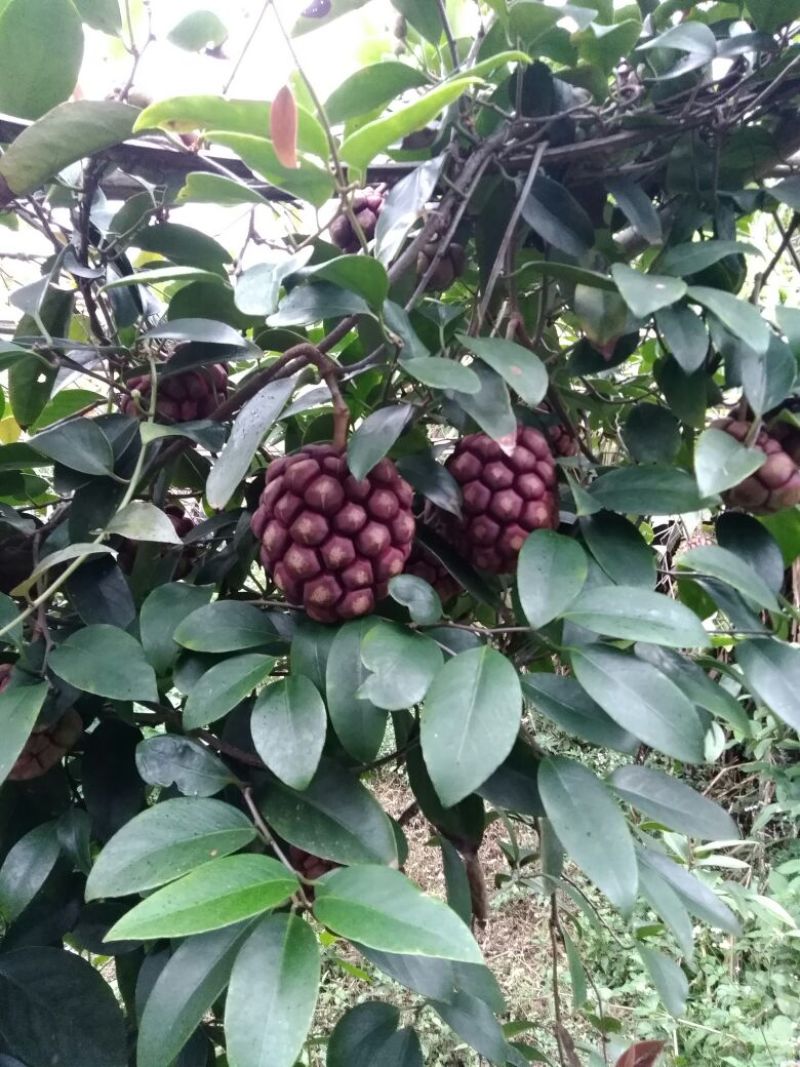 布福娜600~650g