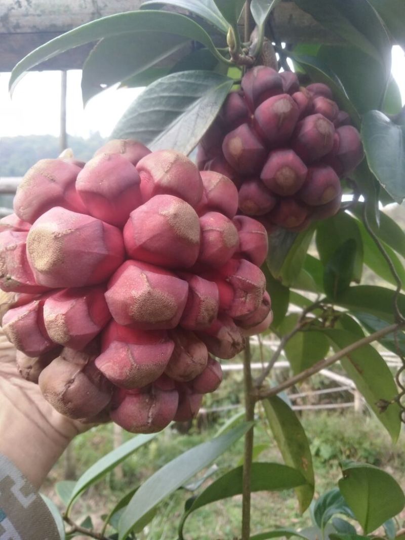 布福娜600~650g