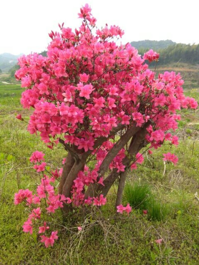 映山红树桩5~10cm