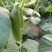 水果黄瓜18~22公分干花带刺