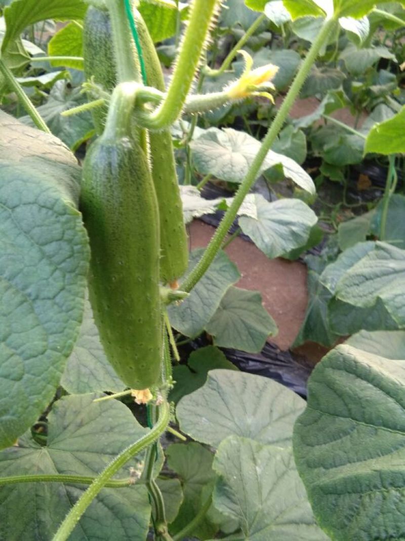 水果黄瓜18~22公分干花带刺