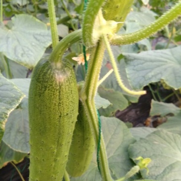 水果黄瓜18~22公分干花带刺