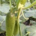 水果黄瓜18~22公分干花带刺