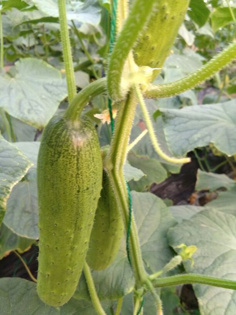 水果黄瓜18~22公分干花带刺