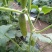 水果黄瓜18~22公分干花带刺