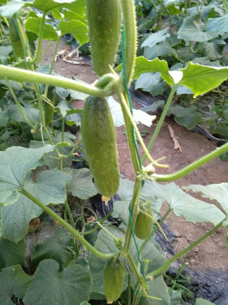 水果黄瓜18~22公分干花带刺