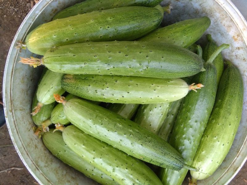 水果黄瓜18~22公分干花带刺