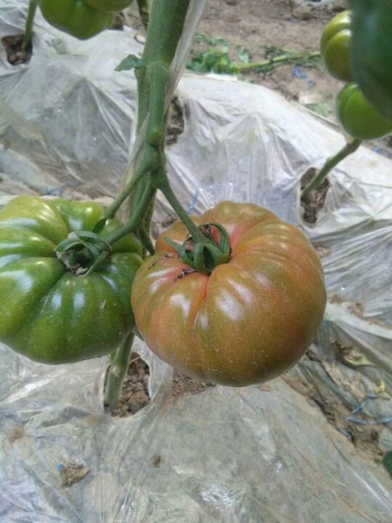 水果黄瓜18~22公分干花带刺