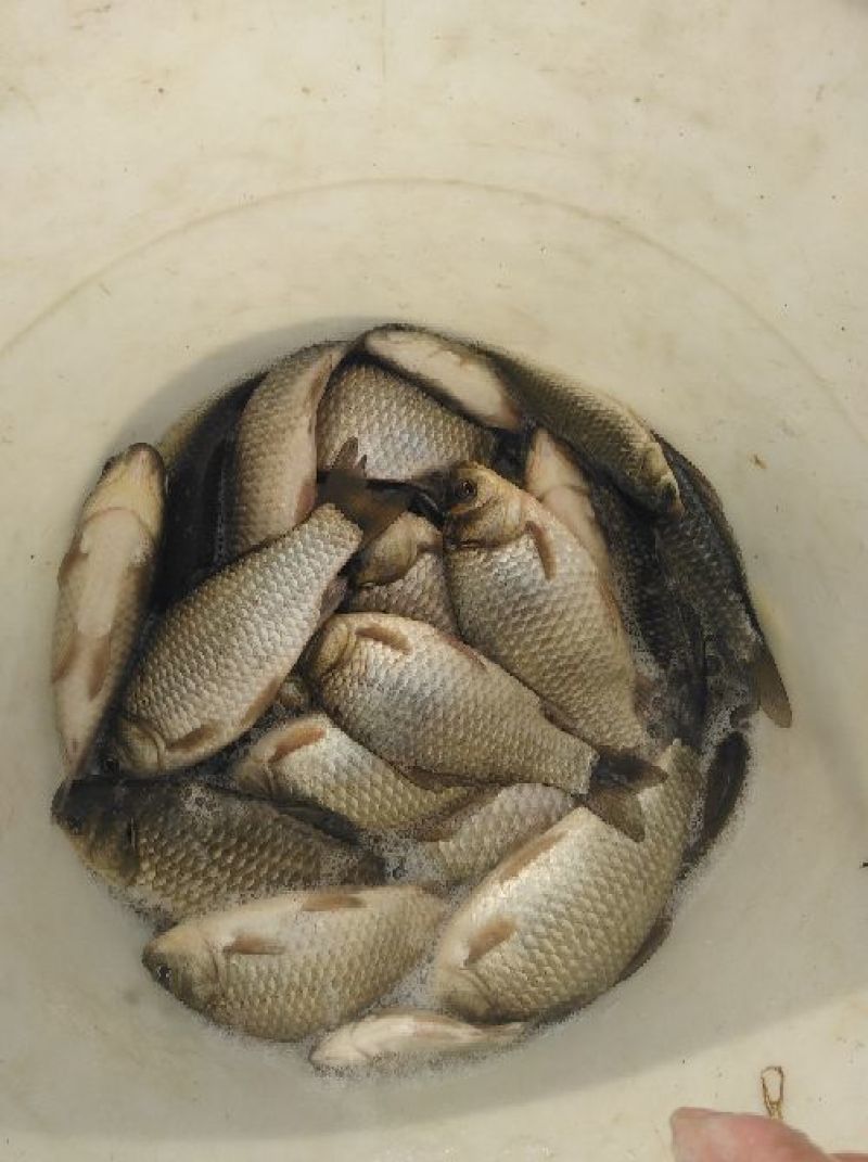 异育银鲫食用