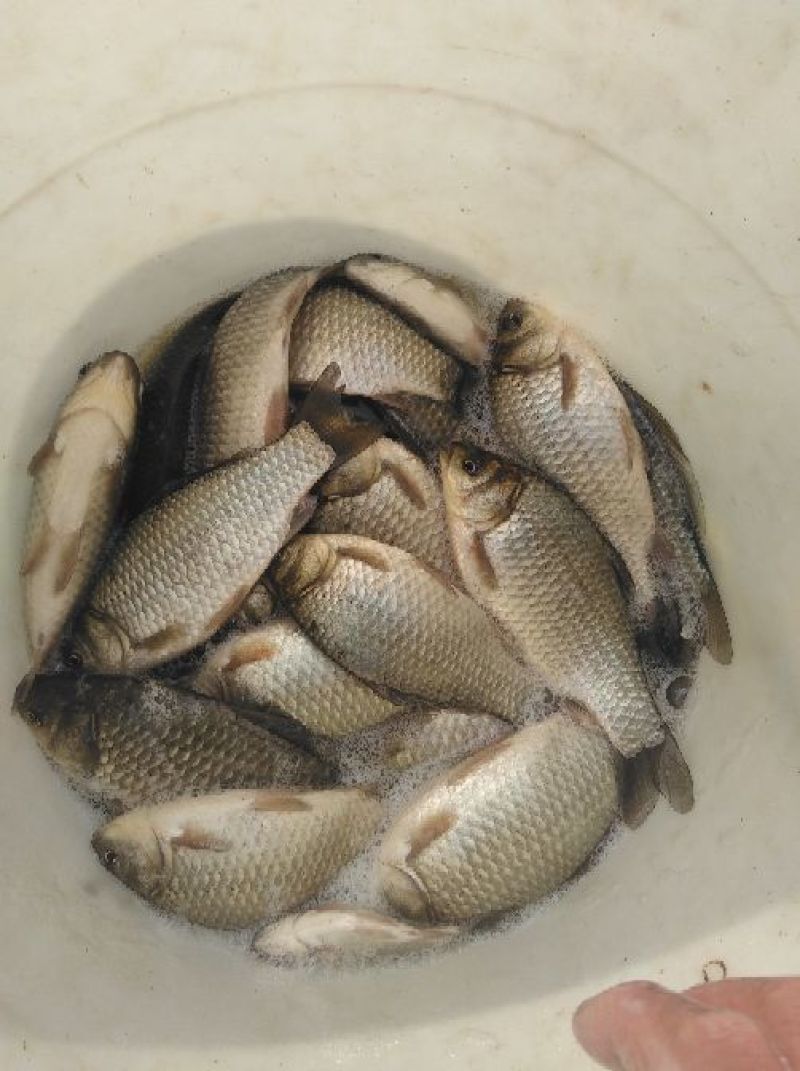 异育银鲫食用