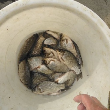 异育银鲫食用