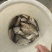 异育银鲫食用